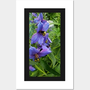 Close up purple delphinium Posters and Art